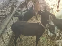 Goat, Murcia-Granada goats — photo 3