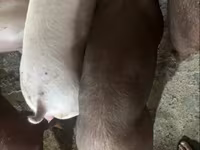 मादा सूअर, Дюрок — फ़ोटो 5