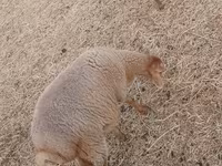 Moutons (lot, sexe non indiqué), Moutons — photo 4