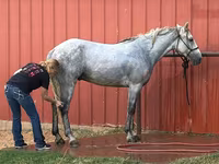 Cheval, Tennessee Walking Horse — photo 3