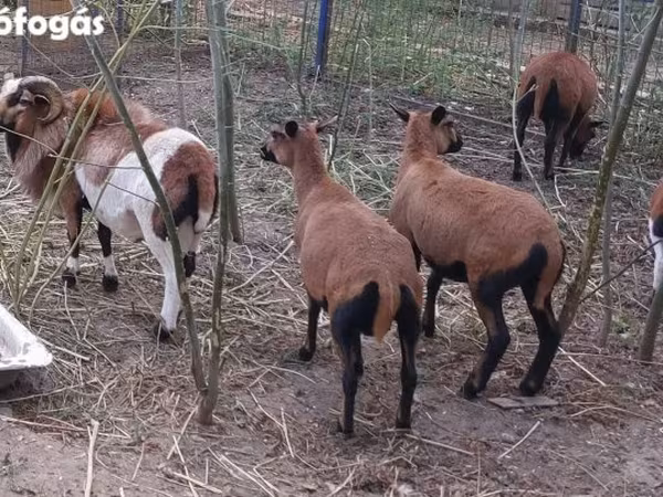 Beran, Cameroon sheep