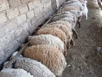 Bélier, Moutons — photo 5
