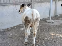 بقرة, البلجيكية الزرقاء — الصورة 2