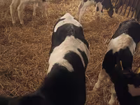 सांड, Russian Black pied cattle — फ़ोटो 2