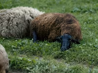 Brebis, Moutons — photo 2