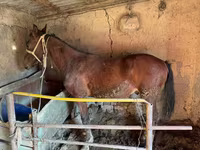 Kůň, Horse breed — foto 3