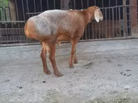 Beran, Saryarka sheep — foto 2