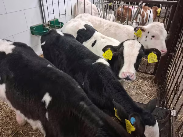 雄牛, Russian Black pied cattle