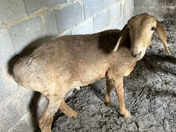 भेड़, Katum sheep
