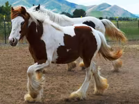 Stute, Gypsy horse — Foto 3