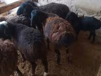 Bélier, Jaidara sheep — photo 2