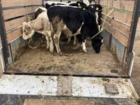Корова, Russian Black pied cattle — фото 2