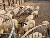 Oveja, Ovejas — foto 1
