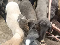 Schafe (Partie, Geschlecht nicht angegeben), Edilbay sheep — Foto 2