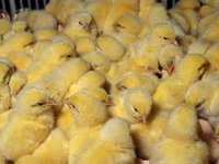 Chickens — الصورة 6