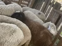 Owca, Blackheaded Persian sheep — zdjęcie 1