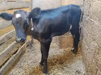 Vache, Aberdeen-Angus — photo 1