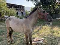 Horse (M), Tiger horse — photo 3