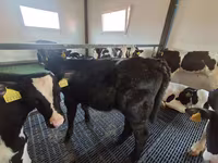 Krowa, Russian Black pied cattle — zdjęcie 2