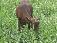 母山羊, Irish goat — 照片 5
