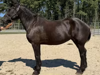 فرس, Percheron — الصورة 2