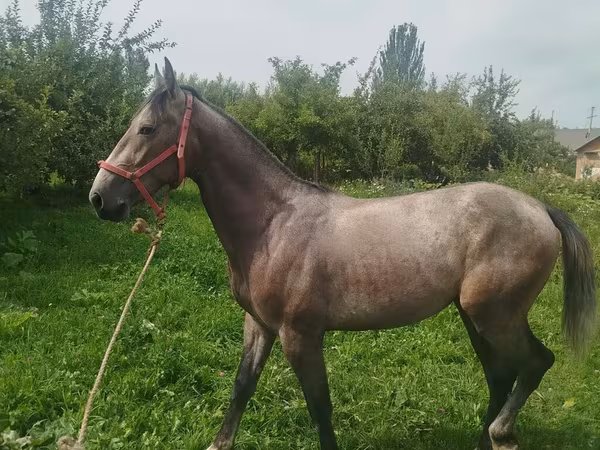 公马, French Trotter