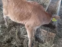 Cow, Cattle — photo 3