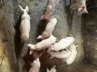 मादा सूअर, Датский ландрас — फ़ोटो 5