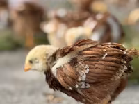 Rhode Island Red — foto 2