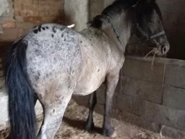 Cheval, Appaloosa
