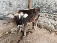公牛, Cattle — 照片 1