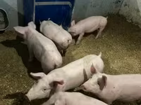 公猪, Гипор — 照片 4