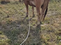 Vache, Race Alatauskaya — photo 1