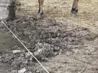 घोड़ी, Fjогd — फ़ोटो 3