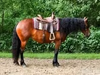 فرس, Friesian — الصورة 1