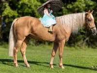 घोड़ा, Palomino — फ़ोटो 1