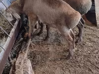Ovce, West-Siberian mutton sheep — foto 3