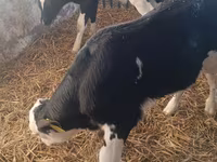 सांड, Simmental cattle — फ़ोटो 5