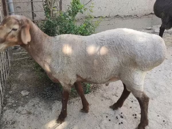 公羊, Sheep