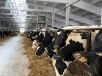 Vaca, Raza Holstein — foto 5