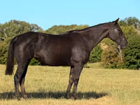 母马, Quarter Horse — 照片 2