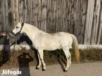 Stute, Shagya — Foto 2