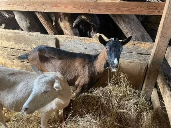 Koza, Alpine goat