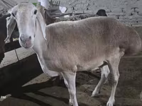 Brebis, Afghan Arabi sheep — photo 4