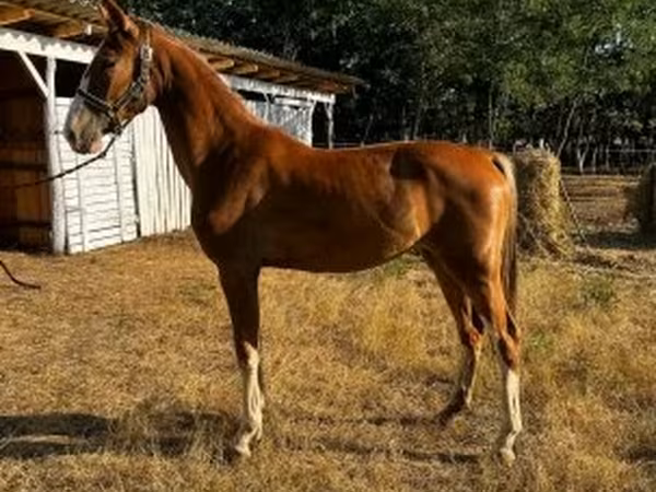 Klisna, Dutch warmblood horse