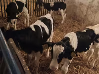 सांड, Russian Black pied cattle — फ़ोटो 5