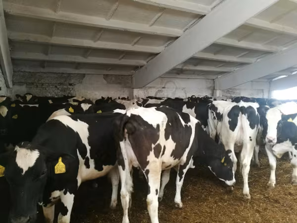 Vache, Race Holstein