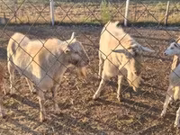 公山羊, Boer goat — 照片 2