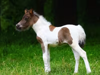Caballos (lote, sexo no especificado), Shetland Pony — foto 1