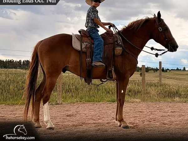 Caballo, Quarter Horse